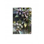 Australian Geographic A5 Size Gumnut Hardcover Notebook & Pens | Green