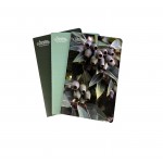 Australian Geographic A5 Size Gumnut Notebook Trio & Pens | Green